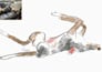 doodle your pet in silly style